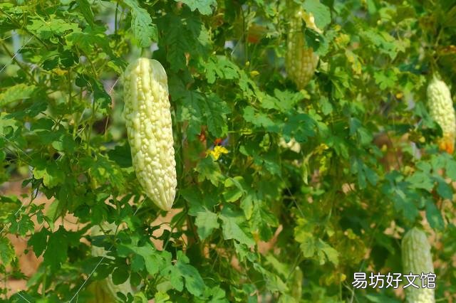 哪些蔬菜很少用农药?