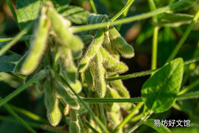 哪些蔬菜很少用农药?