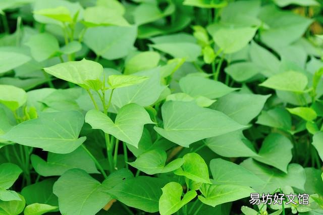 哪些蔬菜很少用农药?
