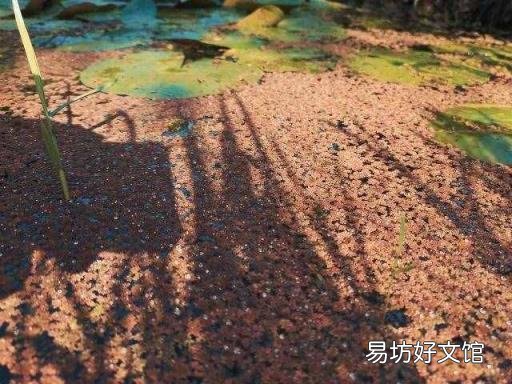 黄果树瀑布在贵州哪个城市 黄果树瀑布在哪个省