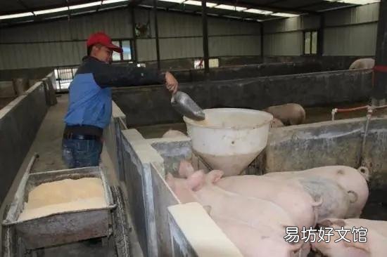 近日猪肉价格出现暴涨是怎么回事？