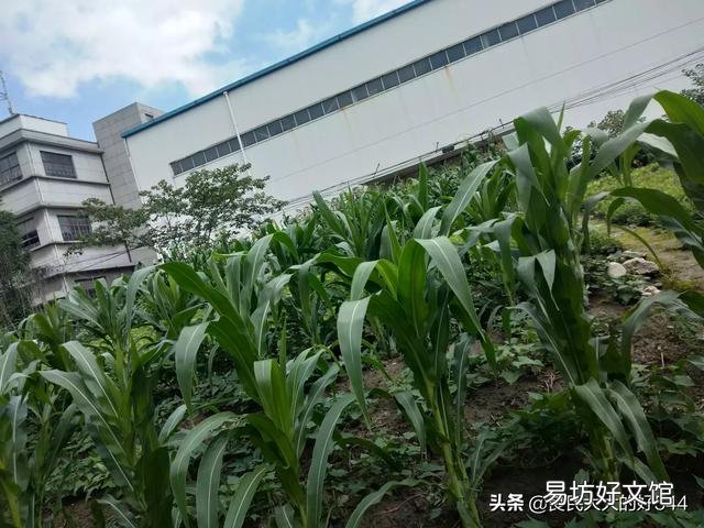 玉米如何追肥？追肥时间、追肥量、追肥方法是什么？