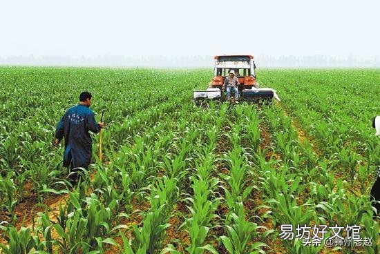 玉米如何追肥？追肥时间、追肥量、追肥方法是什么？