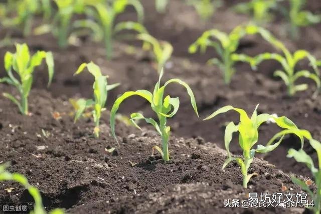 玉米如何追肥？追肥时间、追肥量、追肥方法是什么？