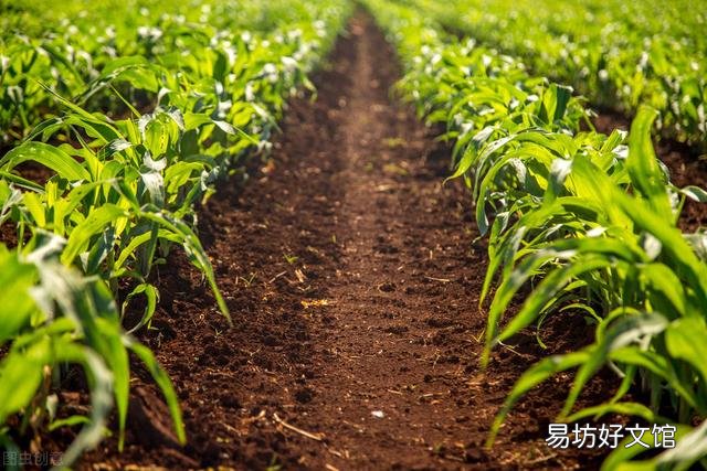 玉米如何追肥？追肥时间、追肥量、追肥方法是什么？