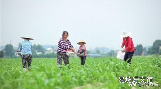 玉米如何追肥？追肥时间、追肥量、追肥方法是什么？