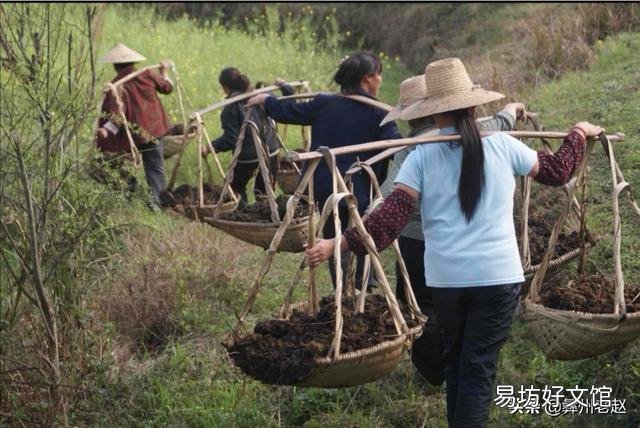 玉米如何追肥？追肥时间、追肥量、追肥方法是什么？