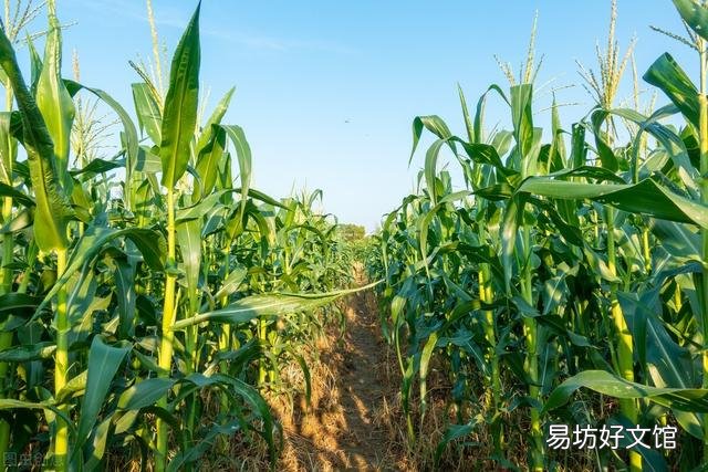 玉米如何追肥？追肥时间、追肥量、追肥方法是什么？