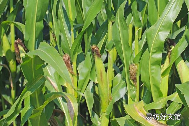 玉米如何追肥？追肥时间、追肥量、追肥方法是什么？