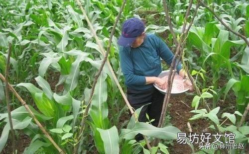 玉米如何追肥？追肥时间、追肥量、追肥方法是什么？