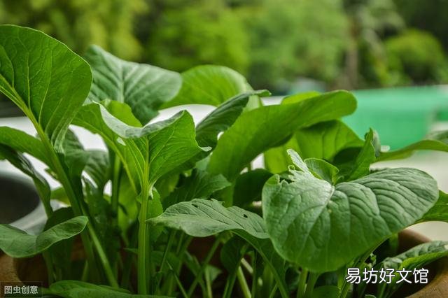 鸡毛菜是什么菜?如何种植?