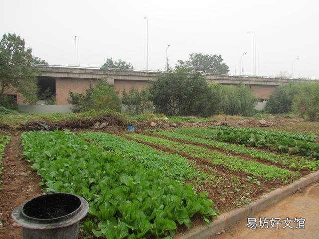 鸡毛菜是什么菜?如何种植?
