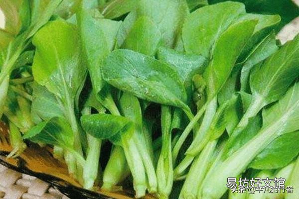 鸡毛菜是什么菜?如何种植?