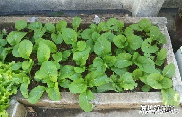 鸡毛菜是什么菜?如何种植?