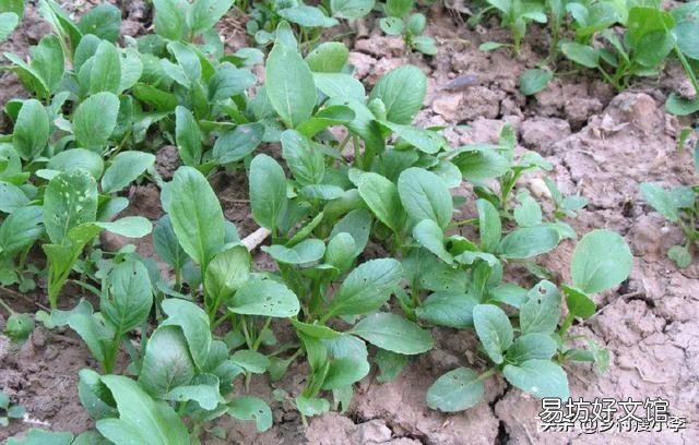 鸡毛菜是什么菜?如何种植?