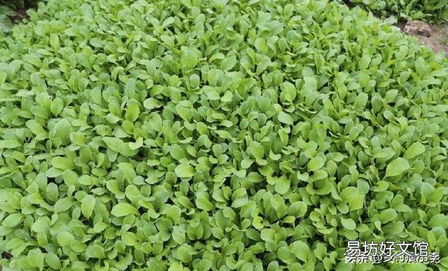 鸡毛菜是什么菜?如何种植?