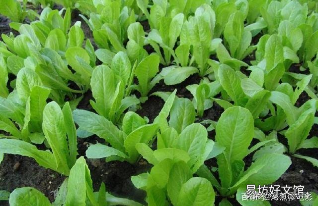 鸡毛菜是什么菜?如何种植?