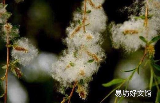 柳树用什么传播方式 柳树靠什么传播种子的