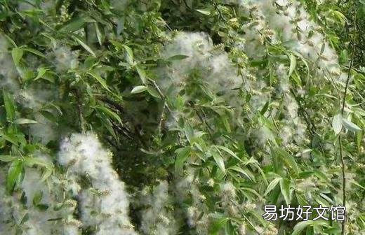 柳树用什么传播方式 柳树靠什么传播种子的