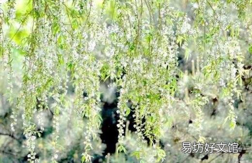 柳树用什么传播方式 柳树靠什么传播种子的