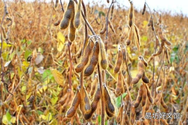 大豆開花少，結莢稀疏，甚至不結莢，如何提高大豆結莢率？