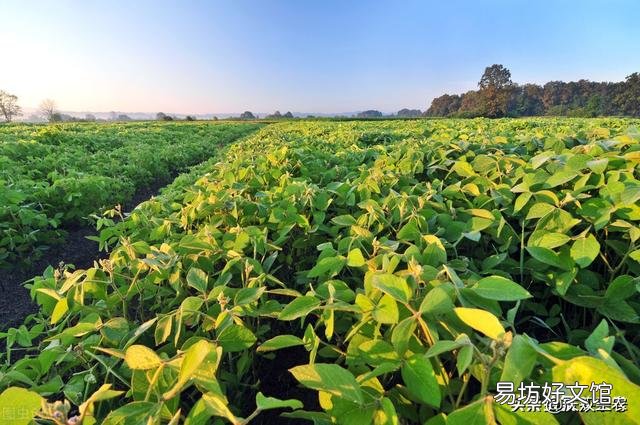 大豆開花少，結莢稀疏，甚至不結莢，如何提高大豆結莢率？