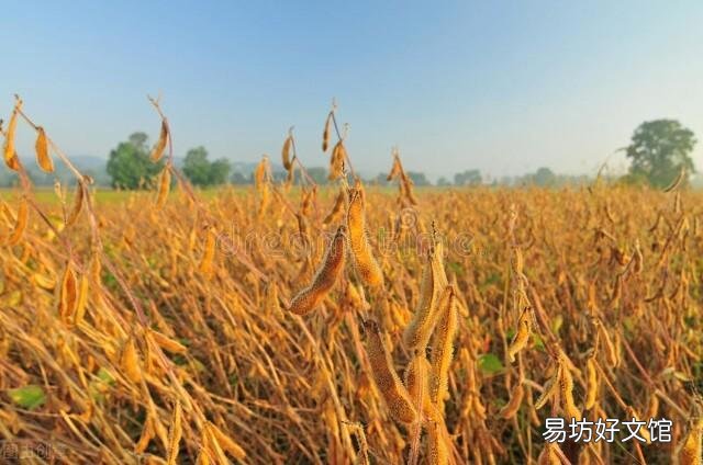 大豆開花少，結莢稀疏，甚至不結莢，如何提高大豆結莢率？
