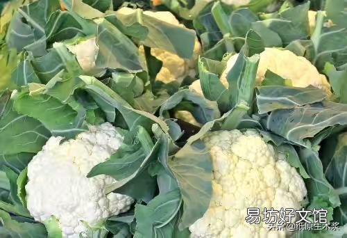 花菜种植什么季节播种?如何让花菜长得又圆又大?