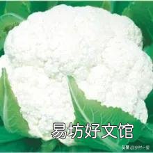 花菜种植什么季节播种?如何让花菜长得又圆又大?