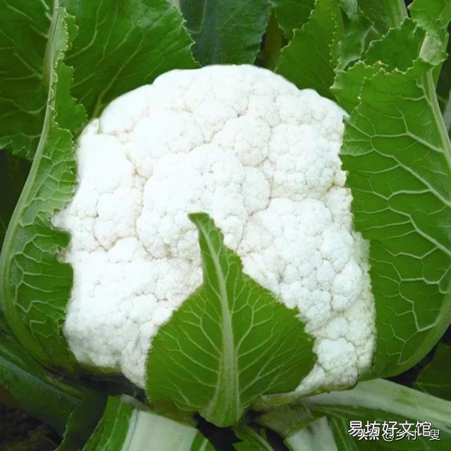 花菜种植什么季节播种?如何让花菜长得又圆又大?