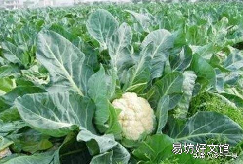 花菜种植什么季节播种?如何让花菜长得又圆又大?