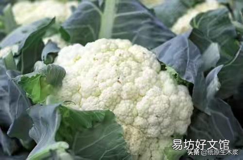 花菜种植什么季节播种?如何让花菜长得又圆又大?