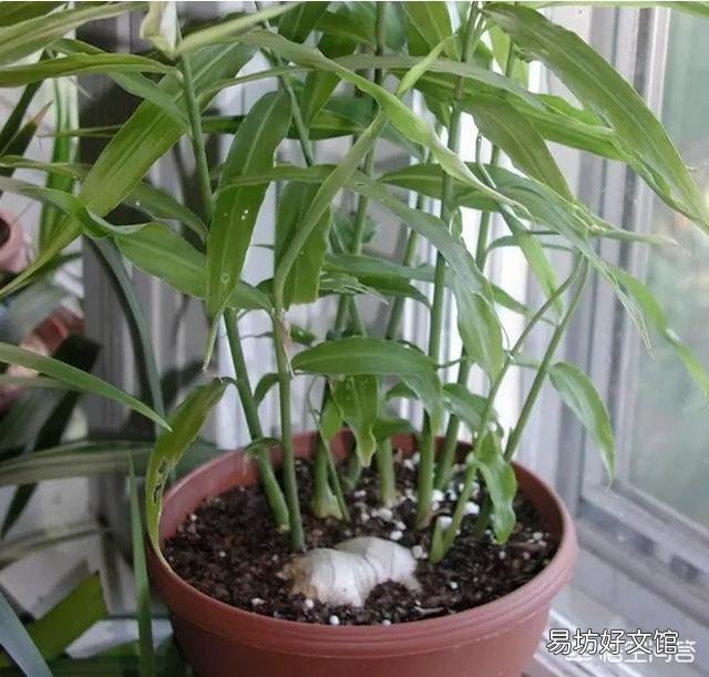 怎么在家里陽臺種生姜？