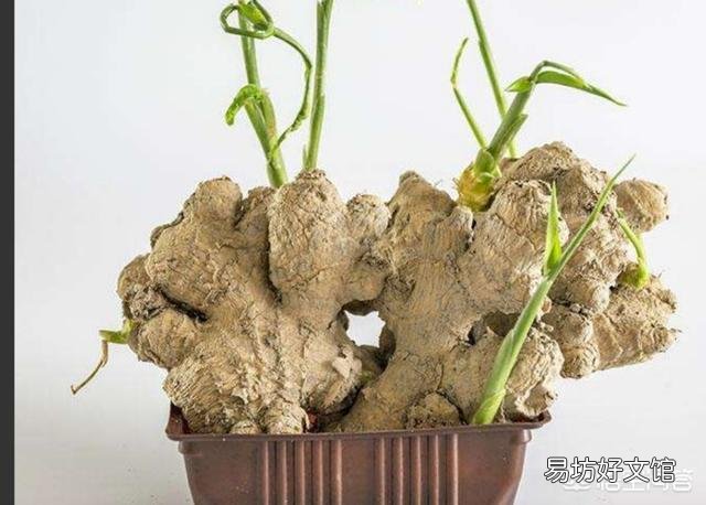 怎么在家里陽臺種生姜？