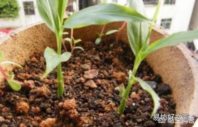 怎么在家里陽臺種生姜？