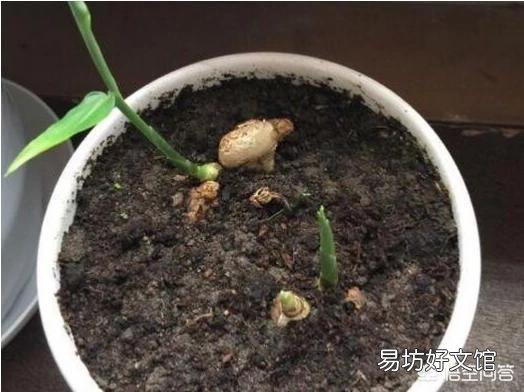 怎么在家里陽臺種生姜？