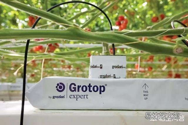 番茄怎样种植才能高产?