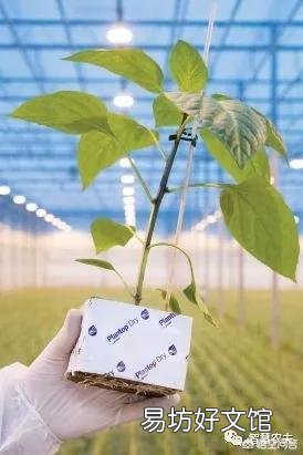 番茄怎样种植才能高产?
