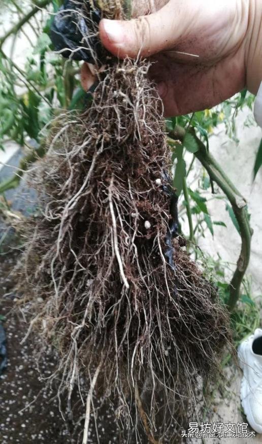 番茄怎样种植才能高产?