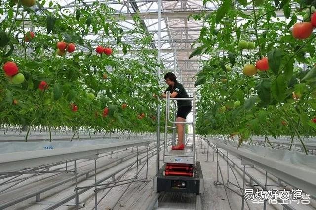 番茄怎样种植才能高产?