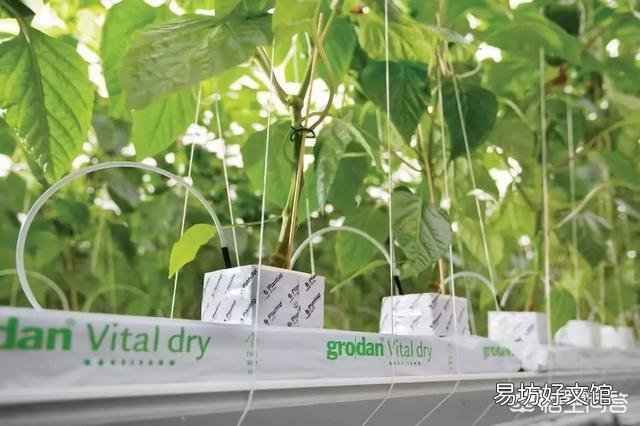 番茄怎样种植才能高产?