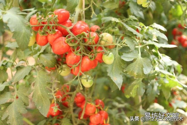 番茄怎样种植才能高产?
