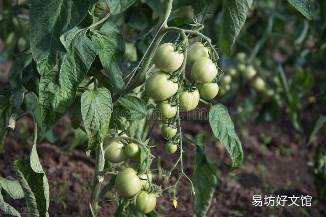番茄怎样种植才能高产?