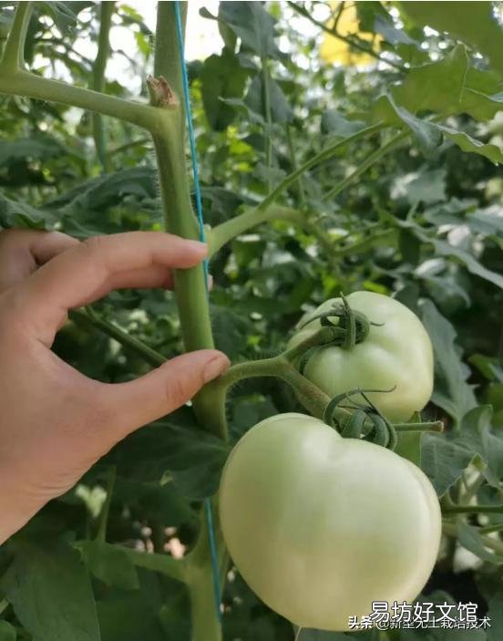 番茄怎样种植才能高产?