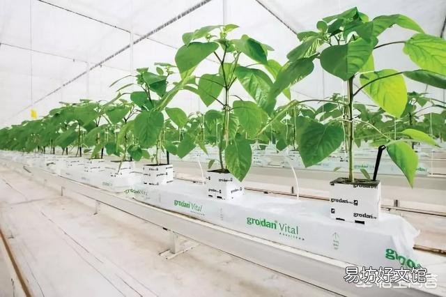 番茄怎样种植才能高产?