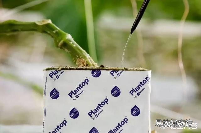 番茄怎样种植才能高产?