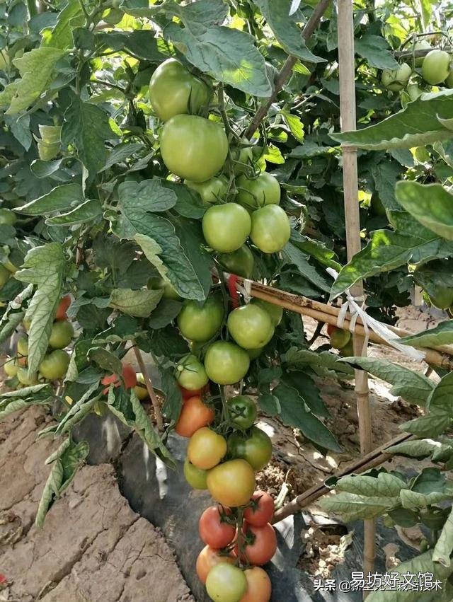 番茄怎样种植才能高产?