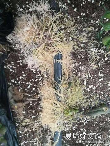 番茄怎样种植才能高产?