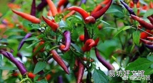辣椒种植用什么肥好?