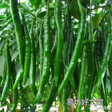 辣椒种植用什么肥好?